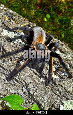 Thai Golden Fringe tarantula (Ornithoctonus aureotibialis) Stock Photo