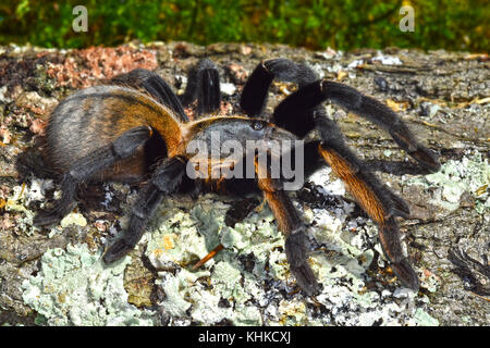 Thai Golden Fringe tarantula (Ornithoctonus aureotibialis) Stock Photo