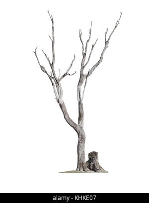 Old dry dead tree without bark and stump isolated on white background Stock Photo