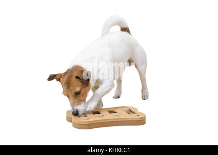 Dog sniffing training with smart toy isolated on white background Stock Photo