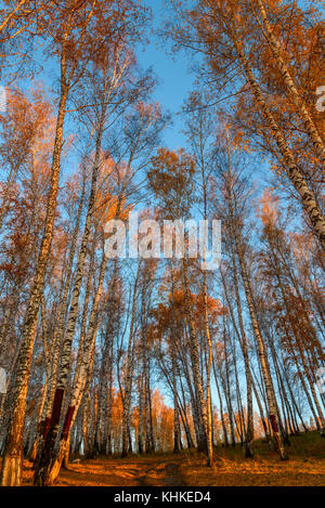 Beautiful autumn view of the birch grove with golden high thin birch trees against the blue sky Stock Photo