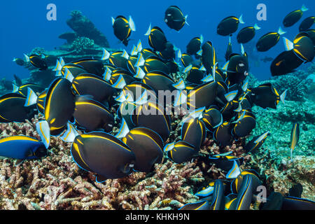 Shoal of Velvet Surgeonfish, Acanthurus nigricans, Christmas Island, Australia Stock Photo