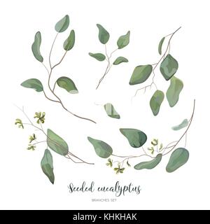 Eucalyptus seeded silver green designer art different foliage natural branches leaves tropical elements in watercolor style set, collection. Vector de Stock Vector