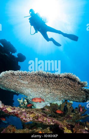 Scuba Diver over Table Coral, Acropora, Christmas Island, Australia Stock Photo