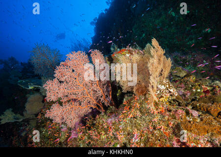 Coral Reef of Sea Fans, Gorgonaria, Christmas Island, Australia Stock Photo