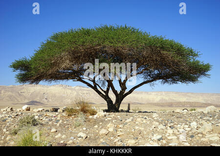 Big acacia tree in Negev desert, Israel Stock Photo