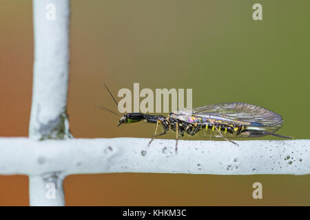 Amazing colored insect on a wire fence. Wood wasp. Xiphydriidae. Close-up of beautiful yellow striped insect female. Pest. Antennae, ovipositor, wings. Stock Photo
