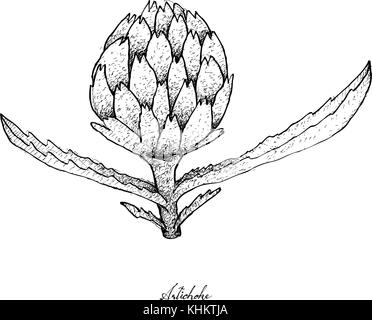 Vegetable, Illustration of Hand Drawn Sketch Delicious Fresh Artichoke Flower with Green Leaves Isolated on White Background. Stock Vector