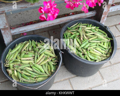 Two plastic baskets full with overripe peas pods outdoor on footpath. Stock Photo