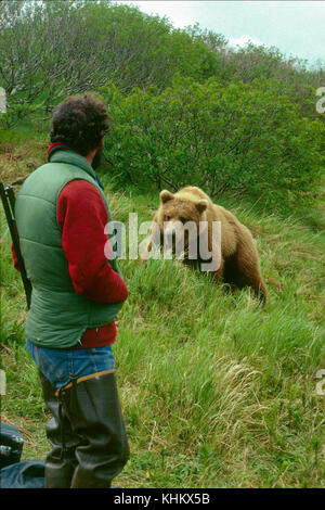 Grizzly bear approaches biologist, McNeil River, Alaska Stock Photo