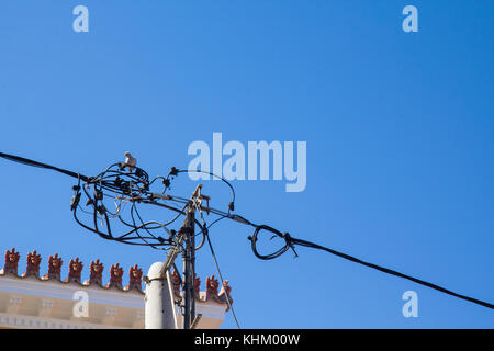One pigeon bird sitting on electric wires, shot from below. Stock Photo