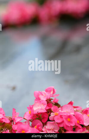 Busy lizzies (Impatiens walleriana) with pink flowers in vertical format Stock Photo