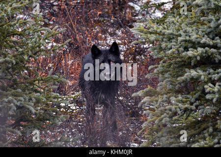 Gray wolf (Canis lupus), black, direct view, stands between trees in the forest, Denali National Park, Alaska, USA Stock Photo