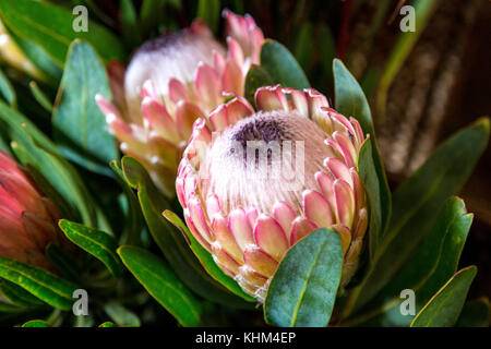 Beautiful exotic King Protea flowers at Mercado dos Lavradores, Funchal, Madeira, Portugal Stock Photo