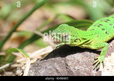 Neotropical Green Anole (Anolis biporcatus), green lizard on a rock, portrait close up, in Tortuguero National Park, Costa Rica. Stock Photo
