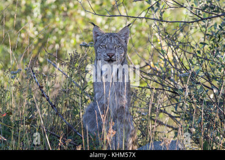 Curious young Canada lynx staring at photographer in the Yukon. Stock Photo