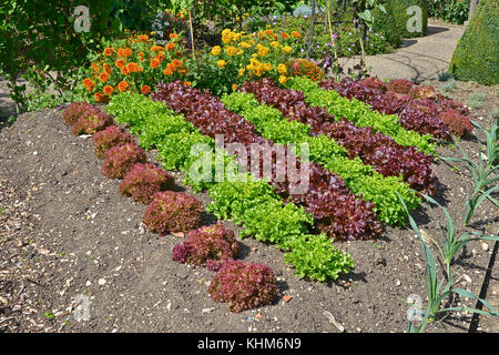 Varieties of Lettuce including Red Leaf Romaine growing in a vegetable garden Stock Photo