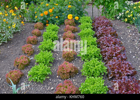 Varieties of Lettuce including Red Leaf Romaine growing in a vegetable garden with flowers Stock Photo