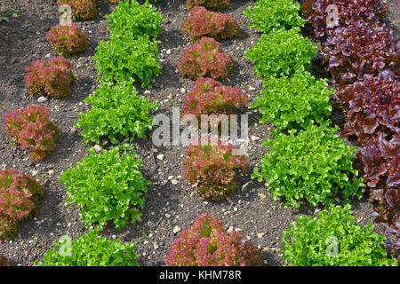 Varieties of Lettuce including Red Leaf Romaine growing in a vegetable garden with flowers Stock Photo