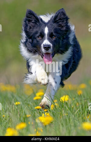 Border collie, running on a meadow with dandelions, Germany, Europe Stock Photo
