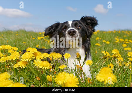 Border collie, lies in a meadow with dandelions, Germany, Europe Stock Photo