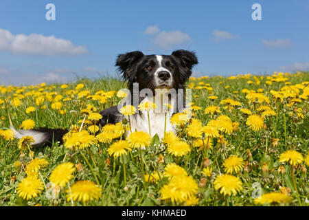 Border collie, lies in a meadow with dandelions, Germany, Europe Stock Photo