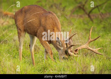 A Black-tailed Deer buck with very large antlers feeding in an autumn field. Stock Photo