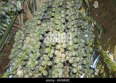 Betel nuts bunch on the palm tree, old man dessert in Thailand Stock Photo