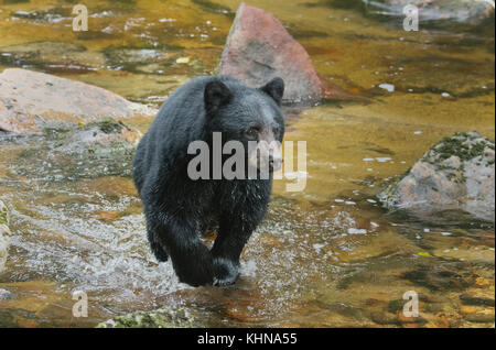American black bear (Ursus americanus), Gribble Island, Great Bear Rainforest, BC Canada - black form of 'Spirit Bear' population Stock Photo
