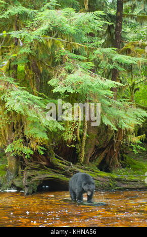American black bear (Ursus americanus), Gribble Island, Great Bear Rainforest, BC Canada - black form of 'Spirit Bear' population Stock Photo