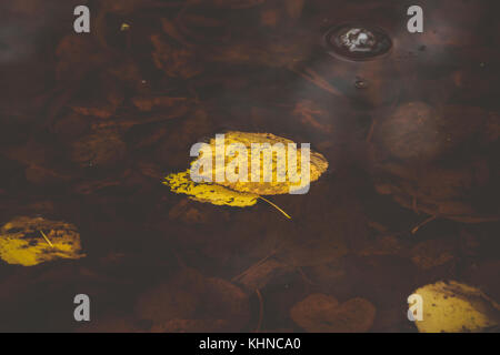 Yellow autumn leaves in a puddle in the fall floating on the water with brown leafs underneath Stock Photo