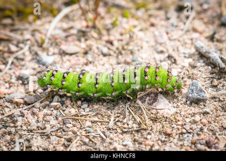 caterpillar gravel