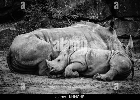 Rhino calf sleeping up against the mother in black and white colors Stock Photo