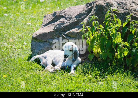 Cute goating taking a nap in the summer behind a big rock on a green field with nettles Stock Photo