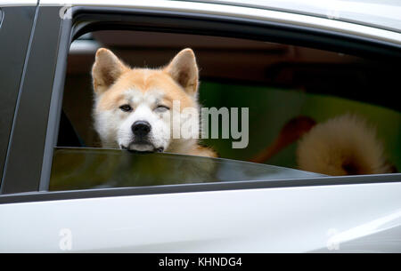Akita Inu dog sitting in the car with open window and looking outside Stock Photo