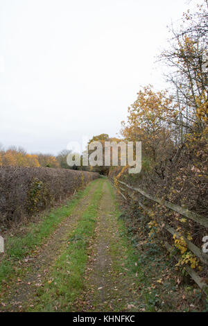A quiet bridle path in Buckinghamshire. Stock Photo