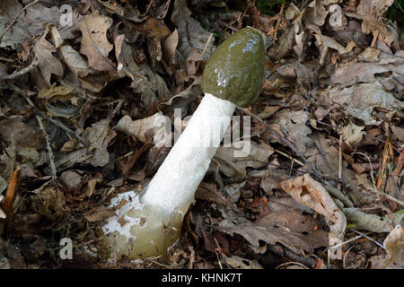 Phallus impudicus, commonly known as common stinkhorn, is a widespread fungus known for its foul smell that attracts flies. Stock Photo