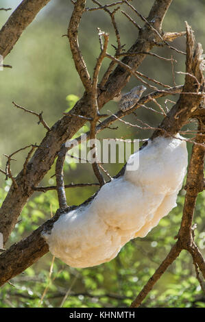 Grey Tree Frog (Chiromantis xerampelina) with foam nest, Marakele National Park, Limpopo, South Africa