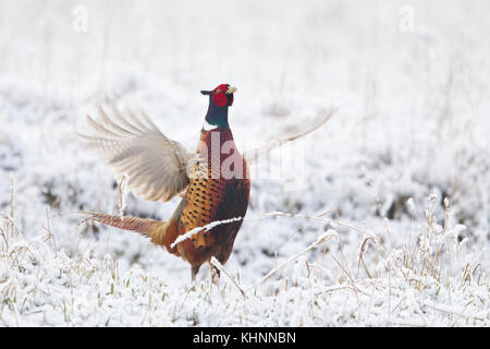 Ring-necked Pheasant (Phasianus colchicus) male displaying in late spring snowfall, Bitterroot Valley, Montana