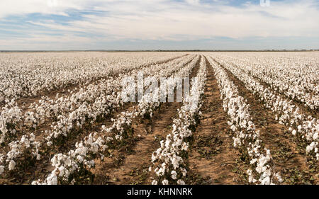Cotton plants appear in neat rows on a Texas plantation Stock Photo