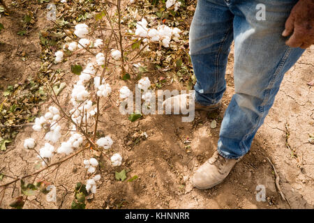 Farmer in work boots stands checking cotton plants before harvest Stock Photo