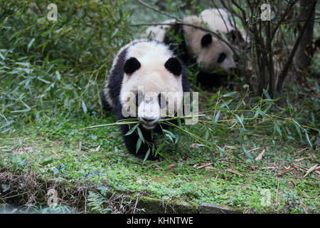 Giant Panda (Ailuropoda melanoleuca) sub-adult feeding on bamboo, Chengdu, China
