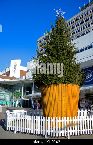 Huge Christmas tree in High Street, Southend on Sea, Essex, before the lights switch on event. Large container pot. Victoria shopping centre Stock Photo
