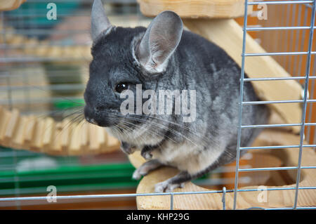 Gray little chinchilla in a cage. Stock Photo