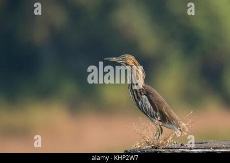 Indian Pond Heron Looking for Prey Stock Photo