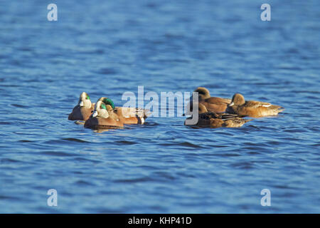 A flock of American wigeon swimming on a blue lake Stock Photo