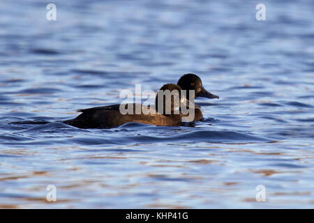 Two lesser scaup (Aythya affinis) swimming on a pond in Fall Stock Photo