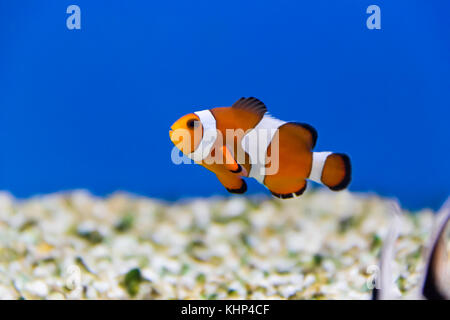 Image of clown fish in aquarium water Stock Photo