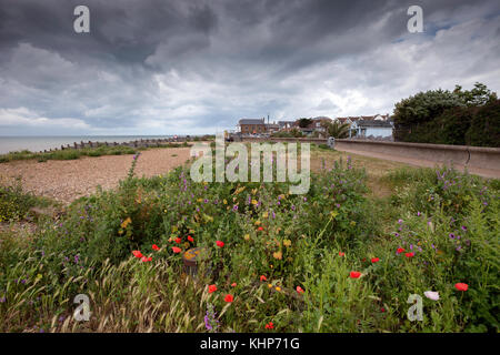 Wild flowers on West Beach, Whitstable, Kent, UK Stock Photo