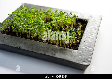 Cress Plants in Concrete Bowl Stock Photo